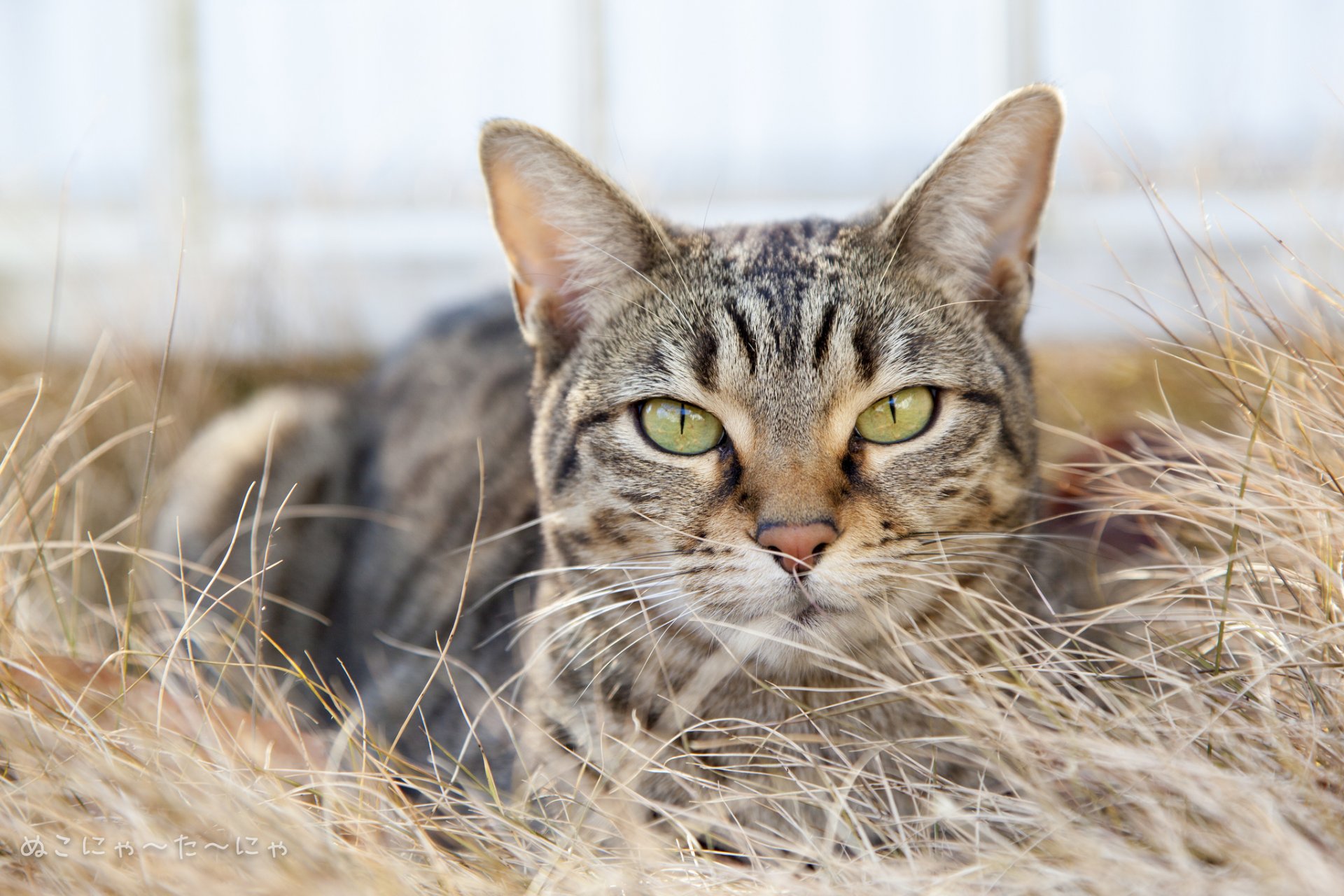 herbe sec chat chat gris rayé regard