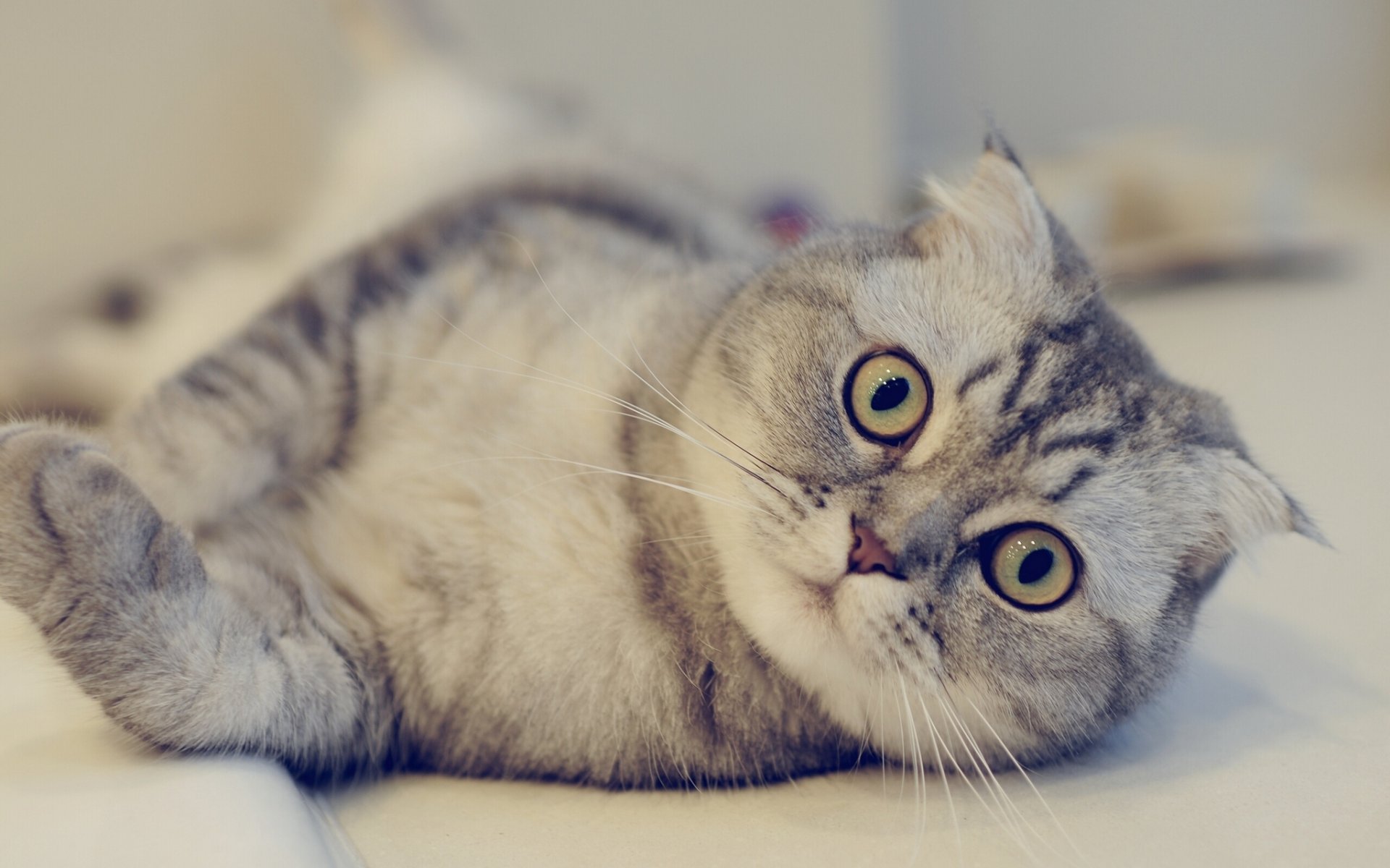 scottish fold scottish fold blick