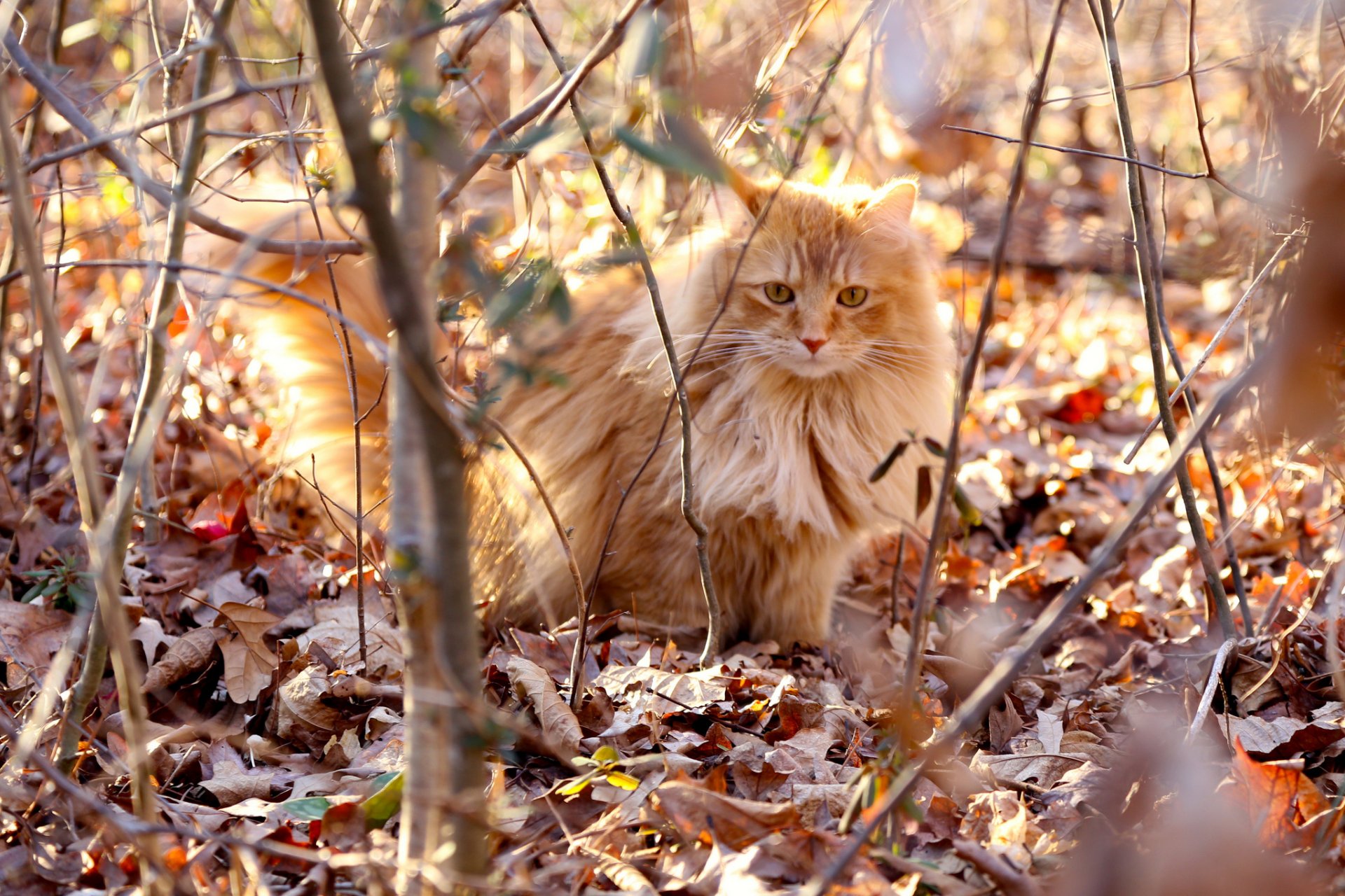 Рыжий кот в осеннем лесу