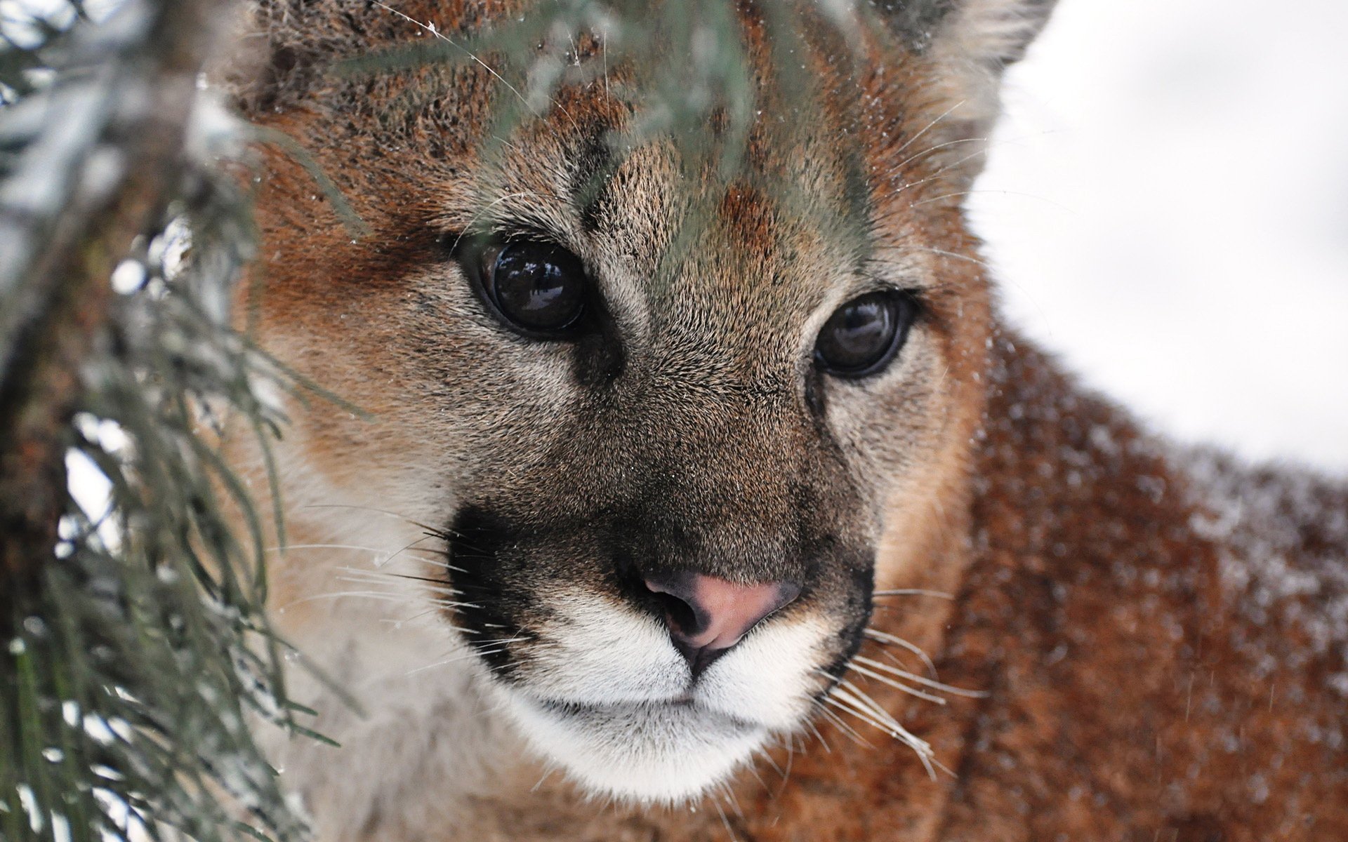 puma cougar mountain lion face mustache view predator