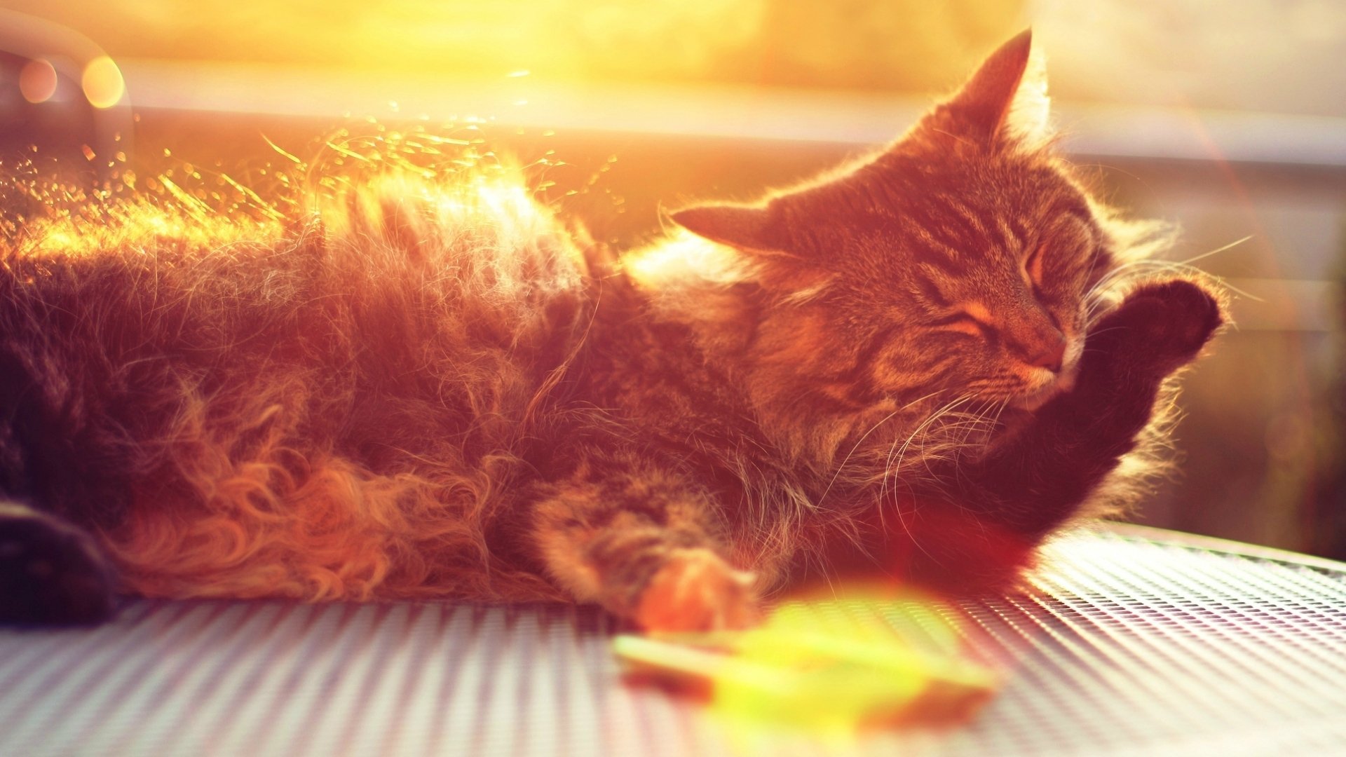 cats cat cat muzzle paw paw wool sun rays bokeh background wallpaper widescreen fullscreen widescreen widescreen