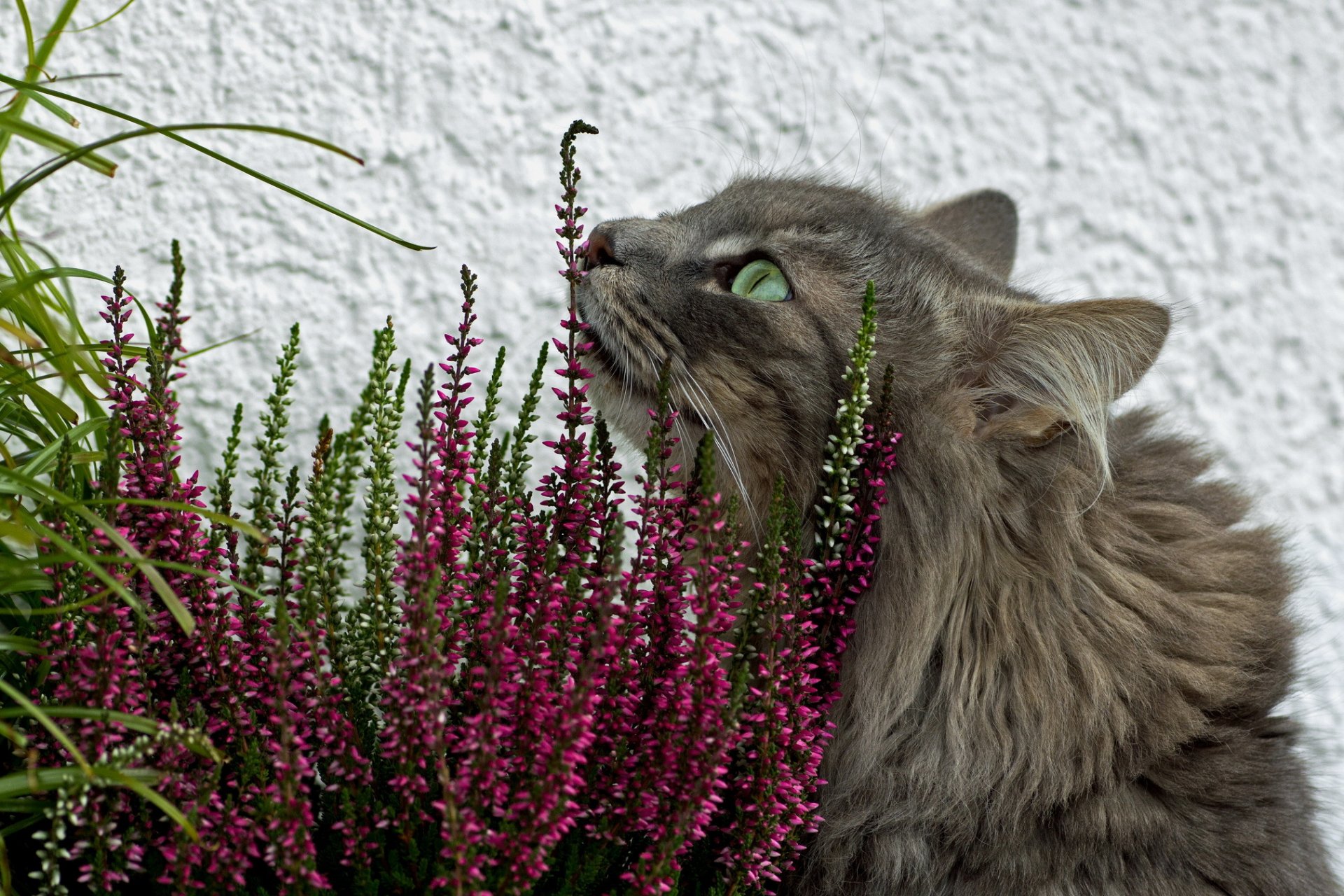 herbe fleurs chat gris moelleux