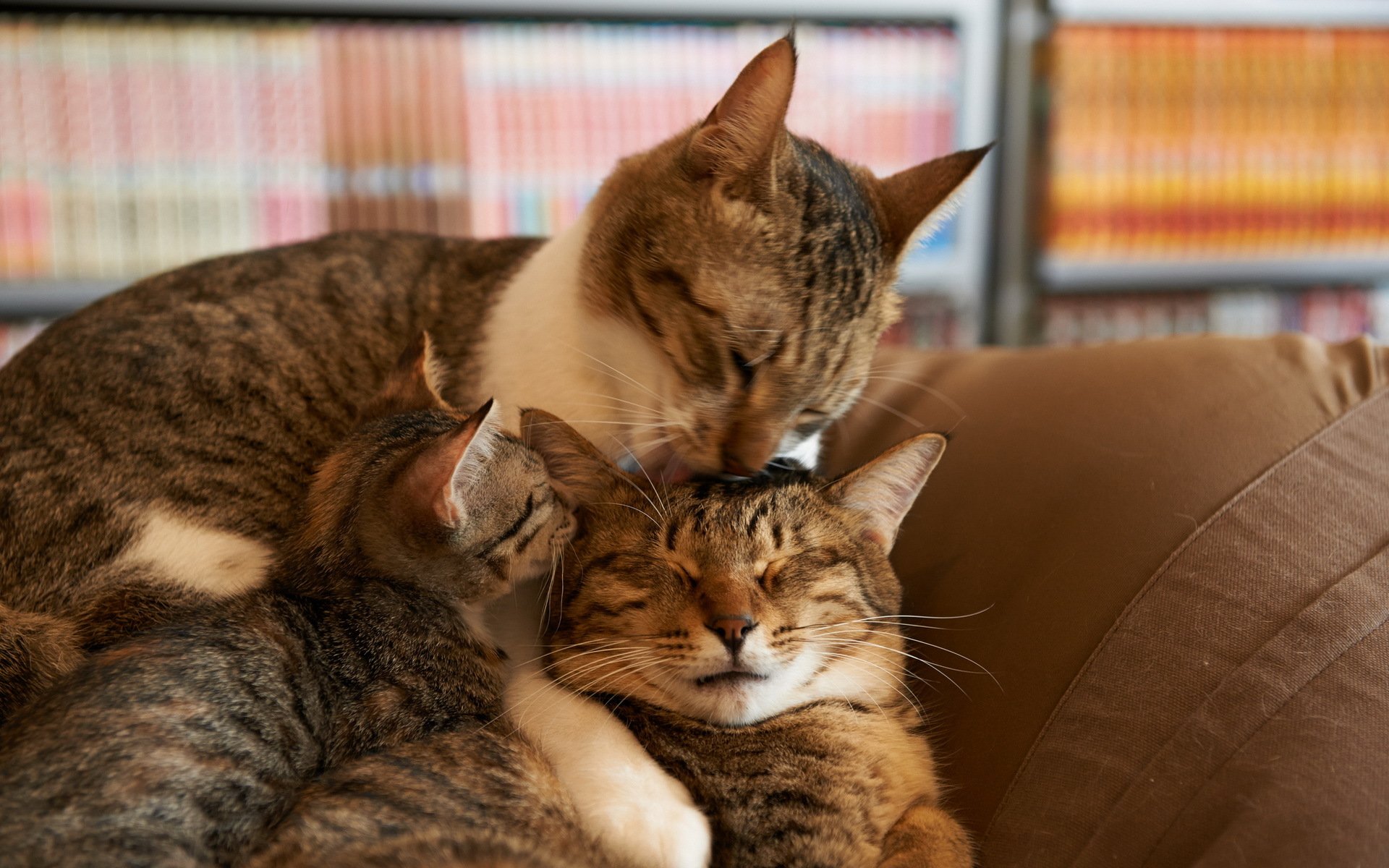 katzen zuhause gemütlichkeit