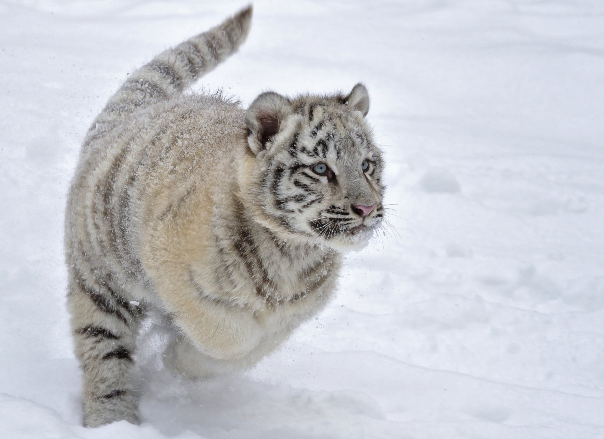 cachorro de tigre gatito invierno nieve correr juego