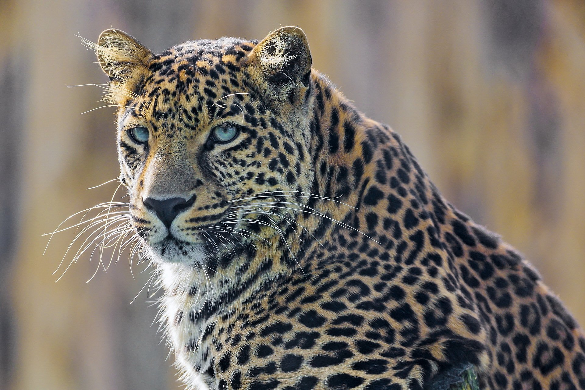 leopard face view predator spotted cat