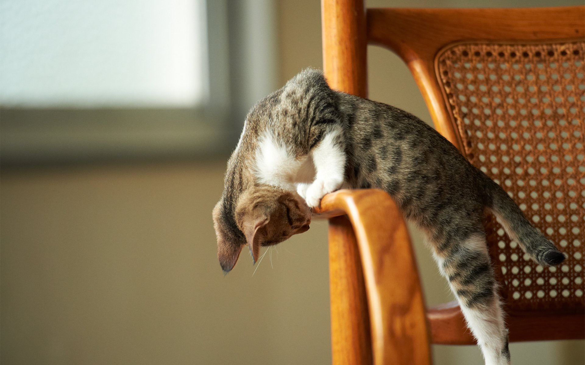 kitten chair note game