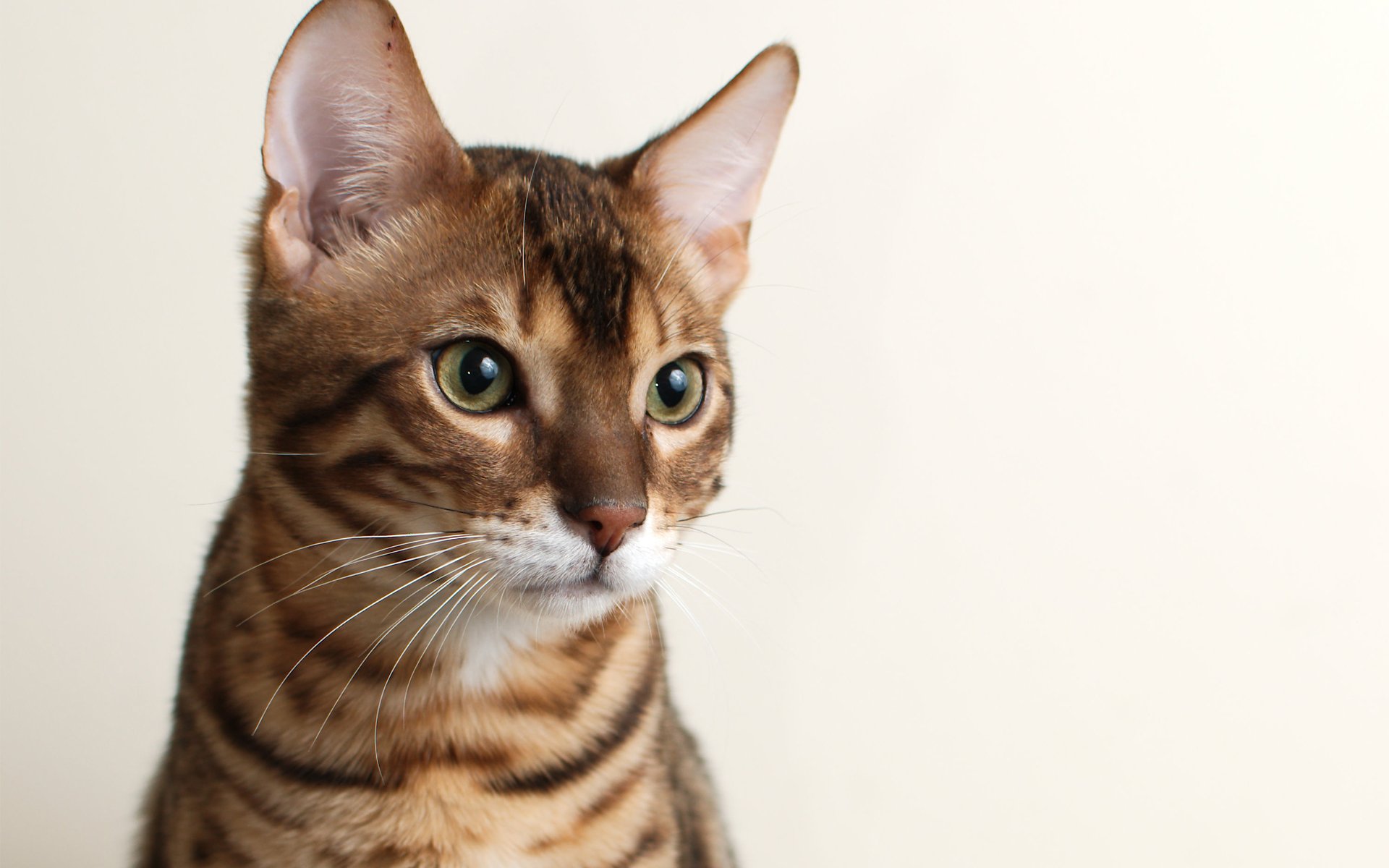 bengal bengali cat face background