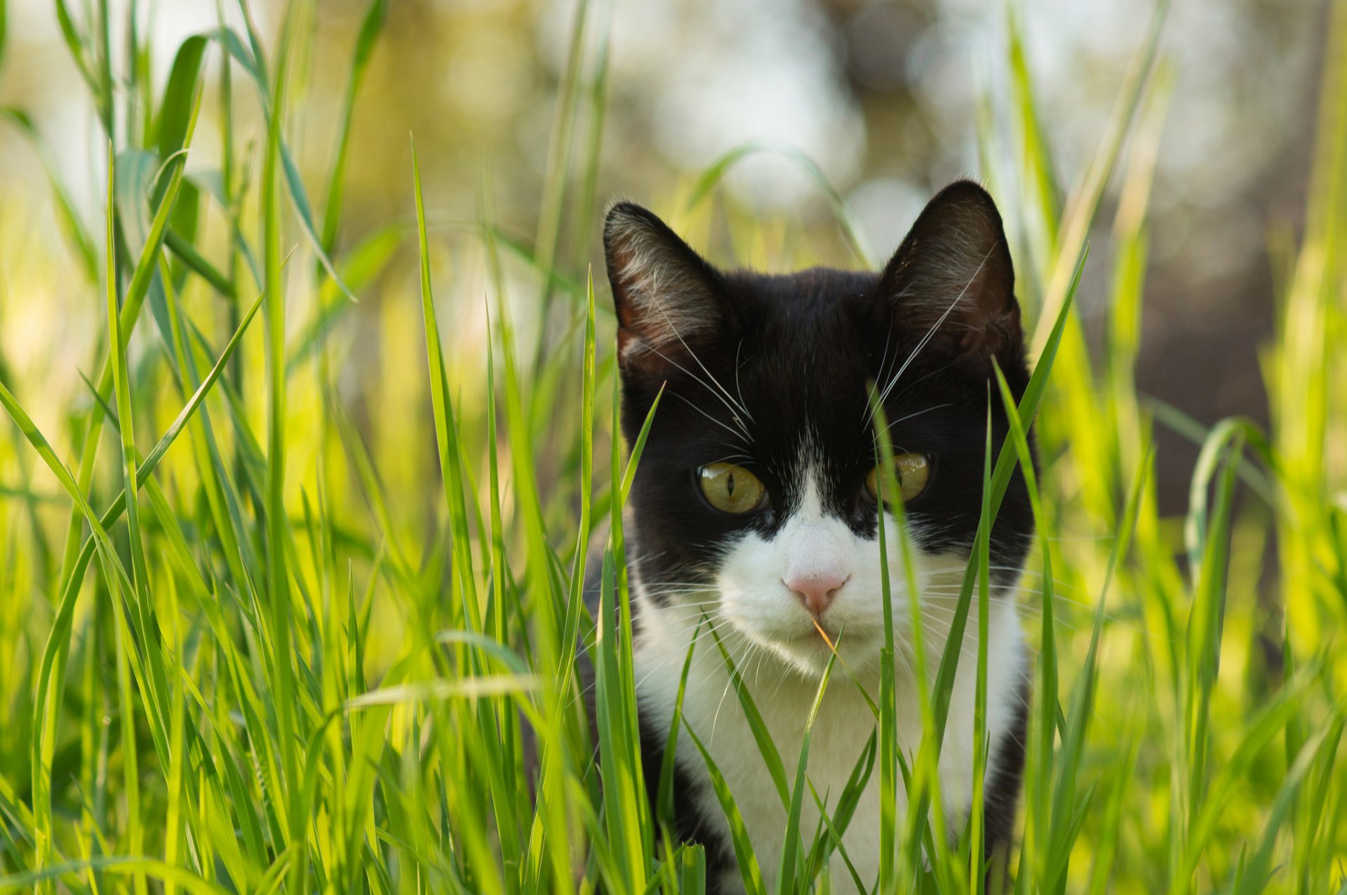 grass cat cat black and white look