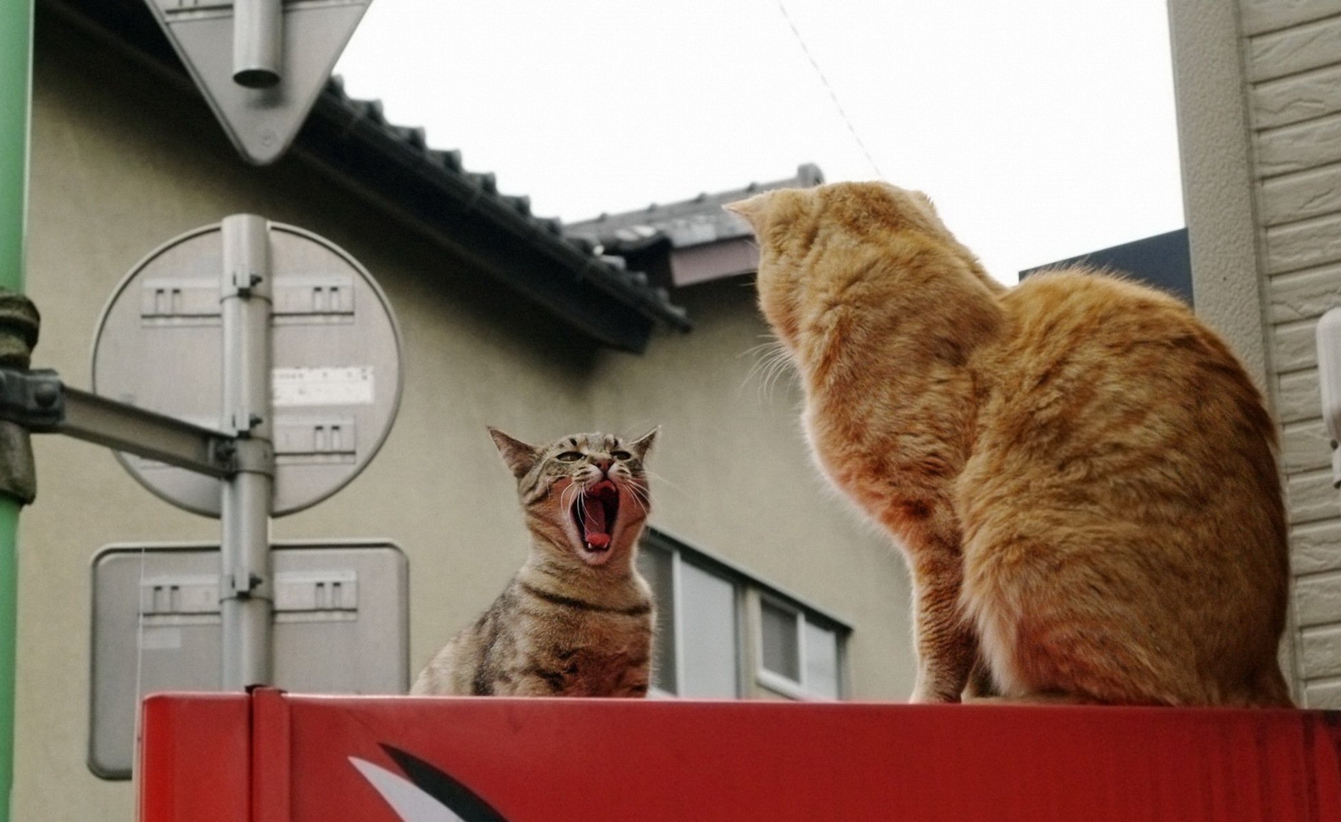 stadt katzen zwei demontage