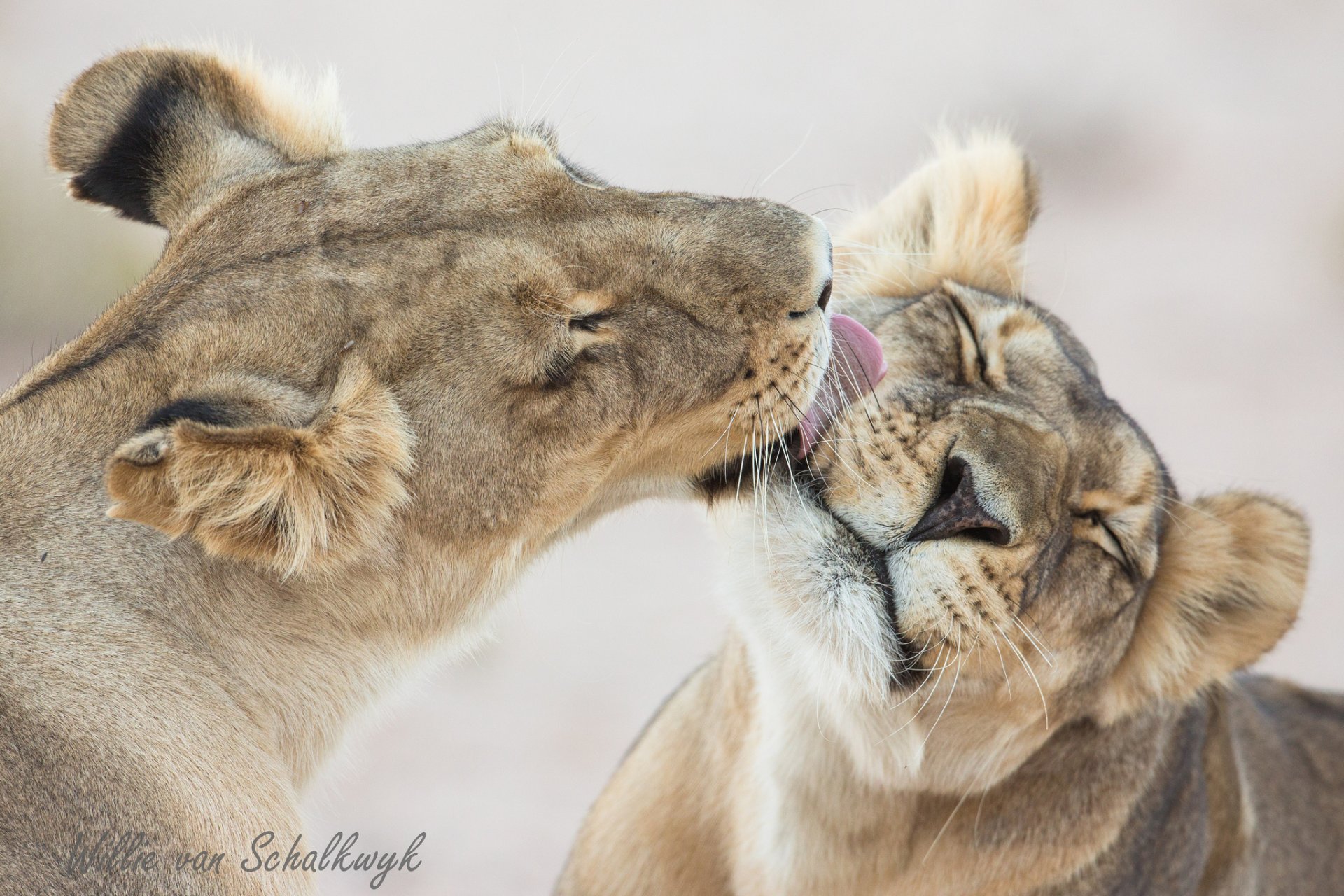 leones lvitsa lavado de cara