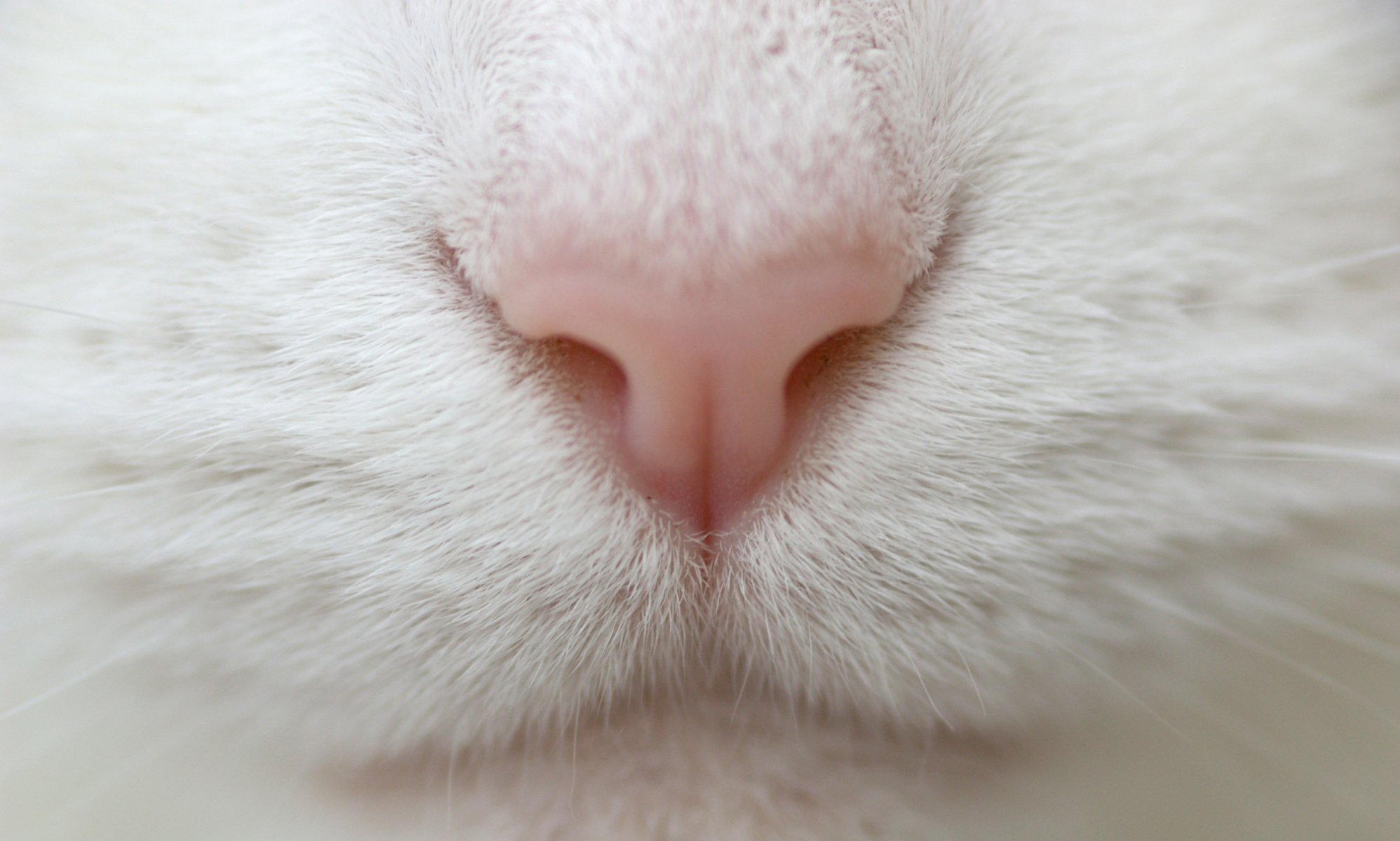 chat blanc macro macro nez moustache