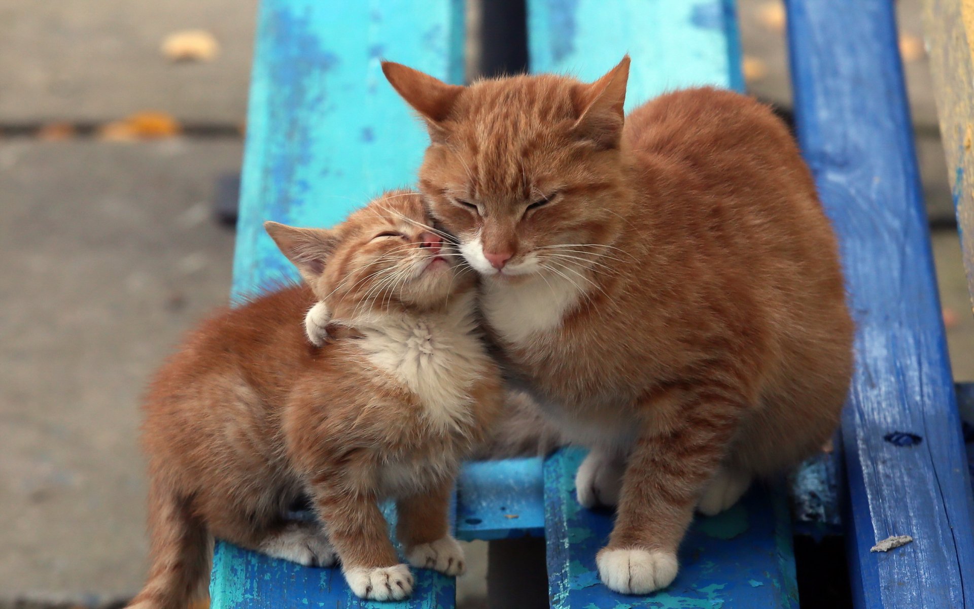 katzen bank hintergrund