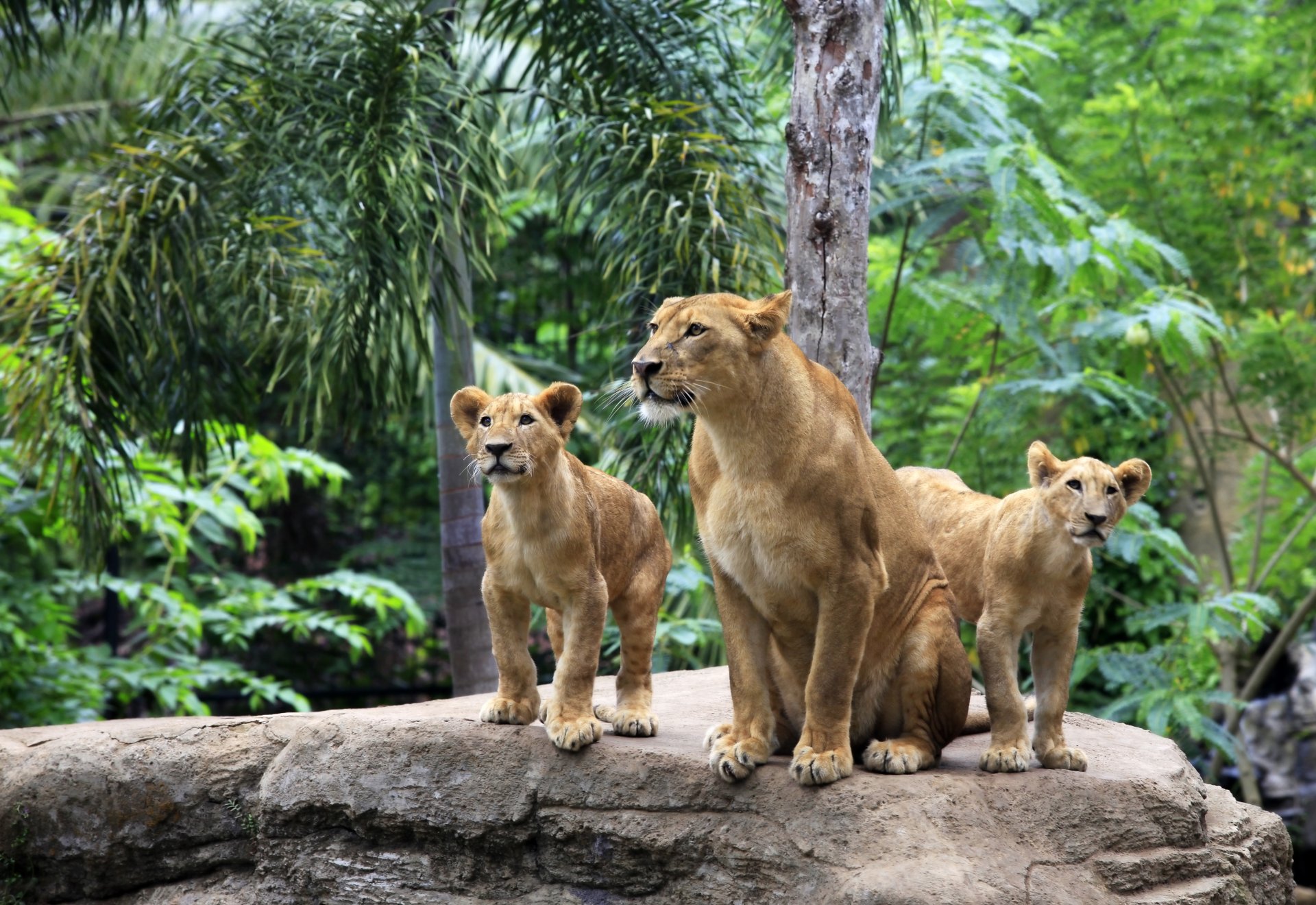 löwe löwin katzen löwin familie stein baum natur