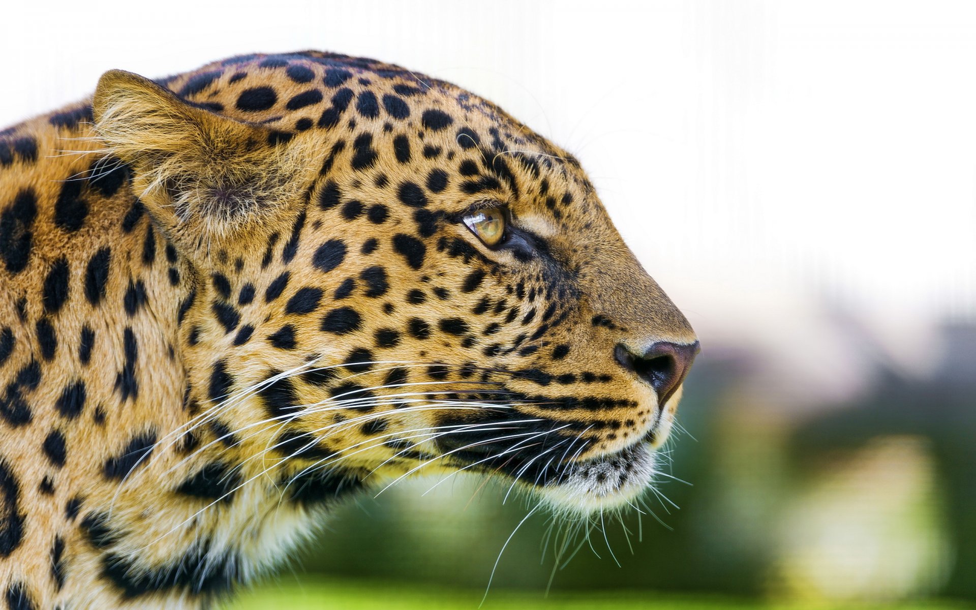 léopard panthère pardus museau profil prédateur vue