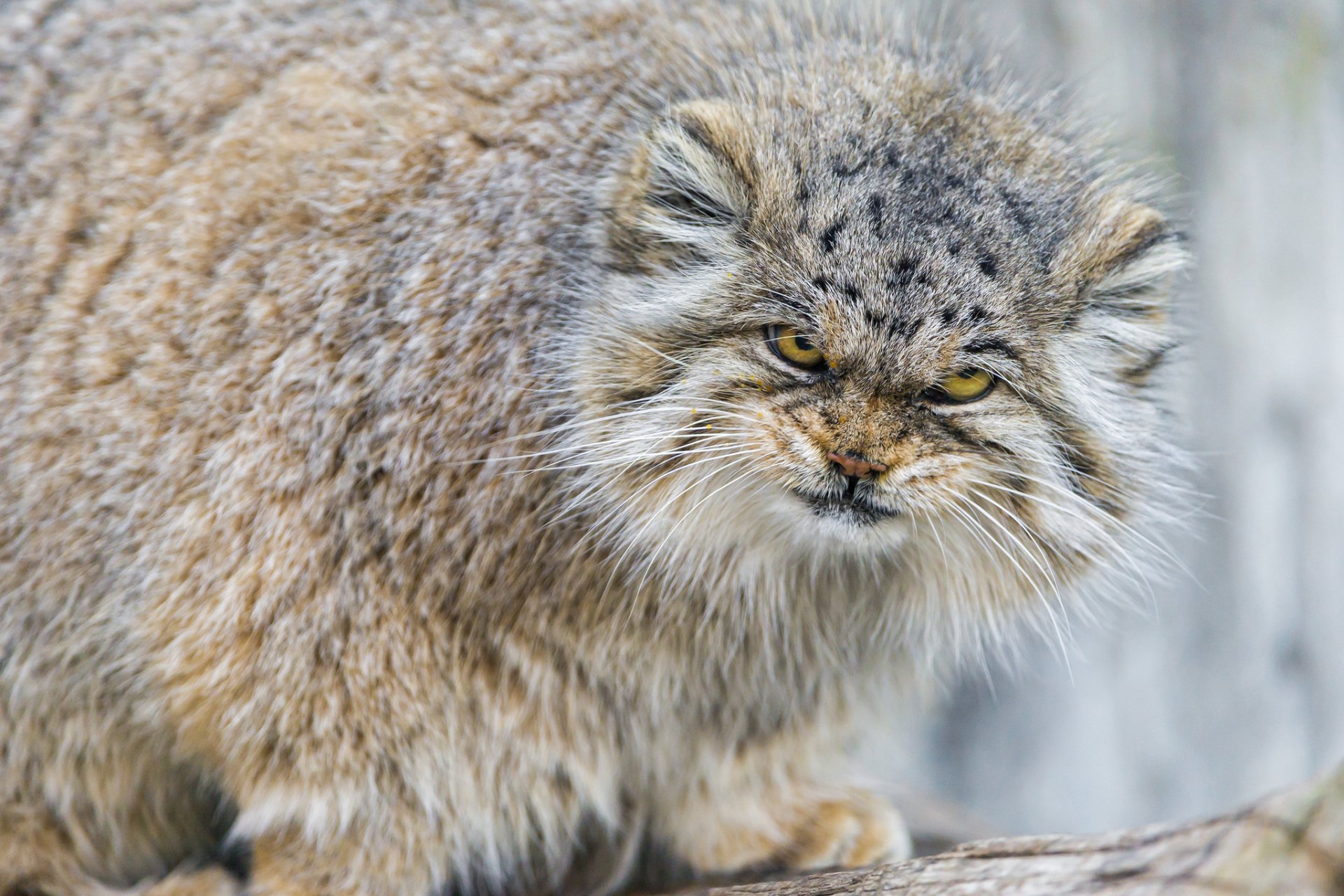 manul katze blick wütend flauschig ©tambako der jaguar