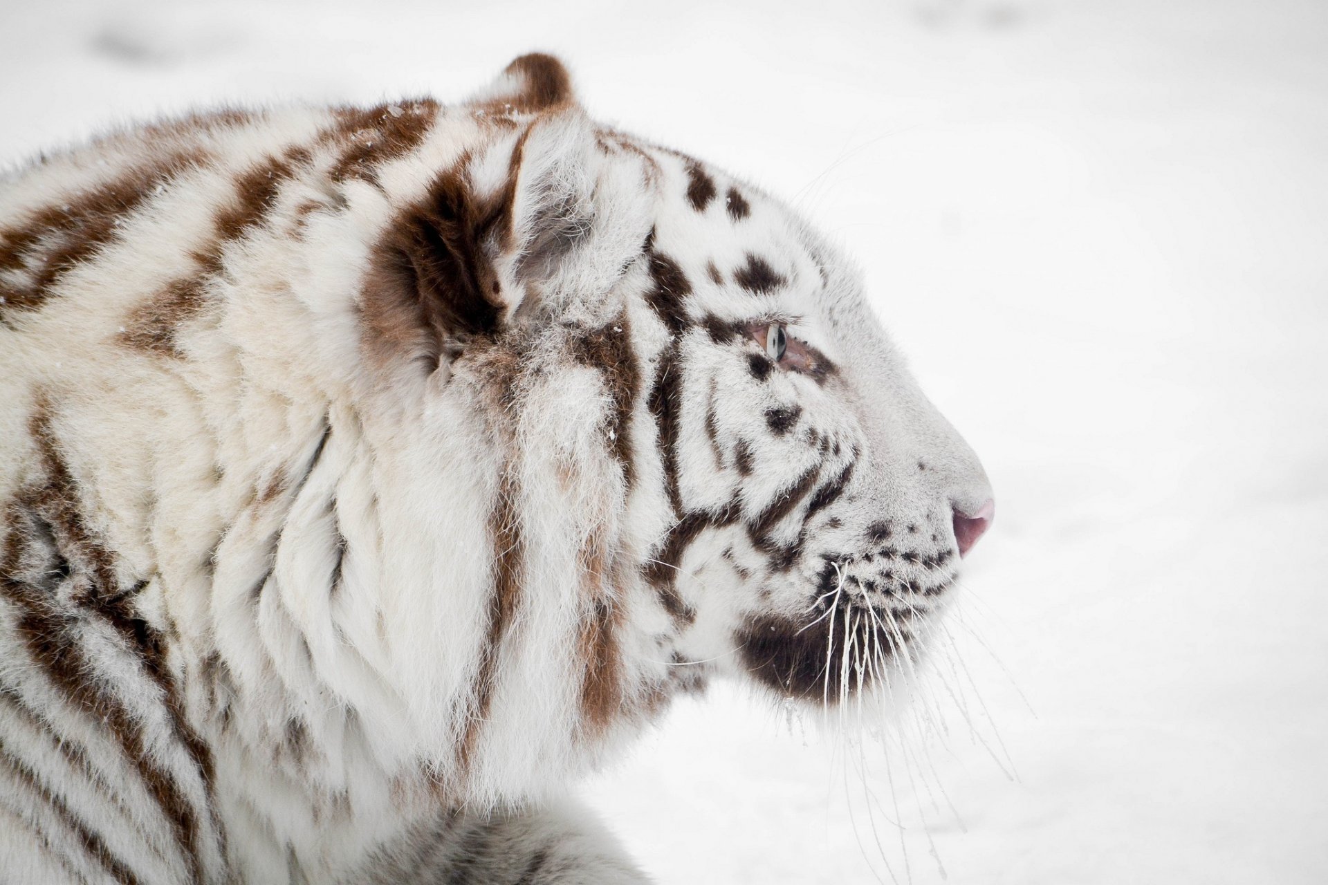 tigre bianca gatto selvatico muso profilo inverno