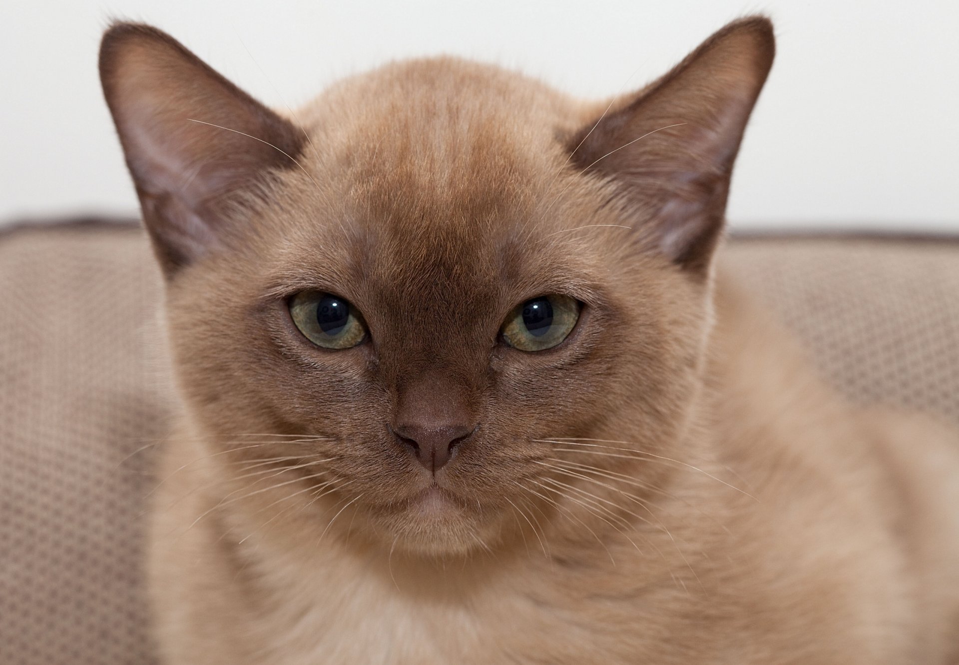 chat birman museau portrait vue