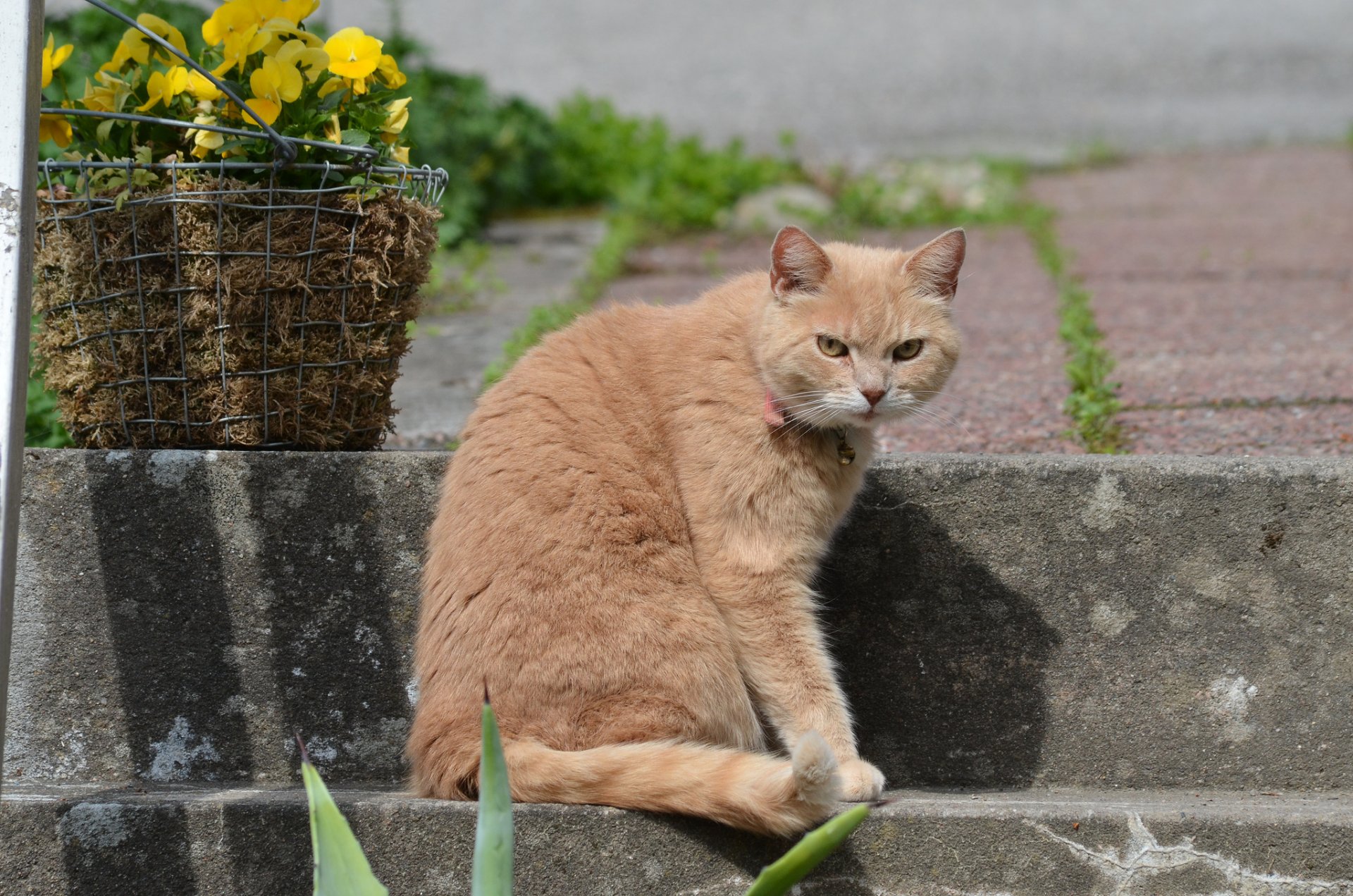 panier fleurs marches chat roux regard