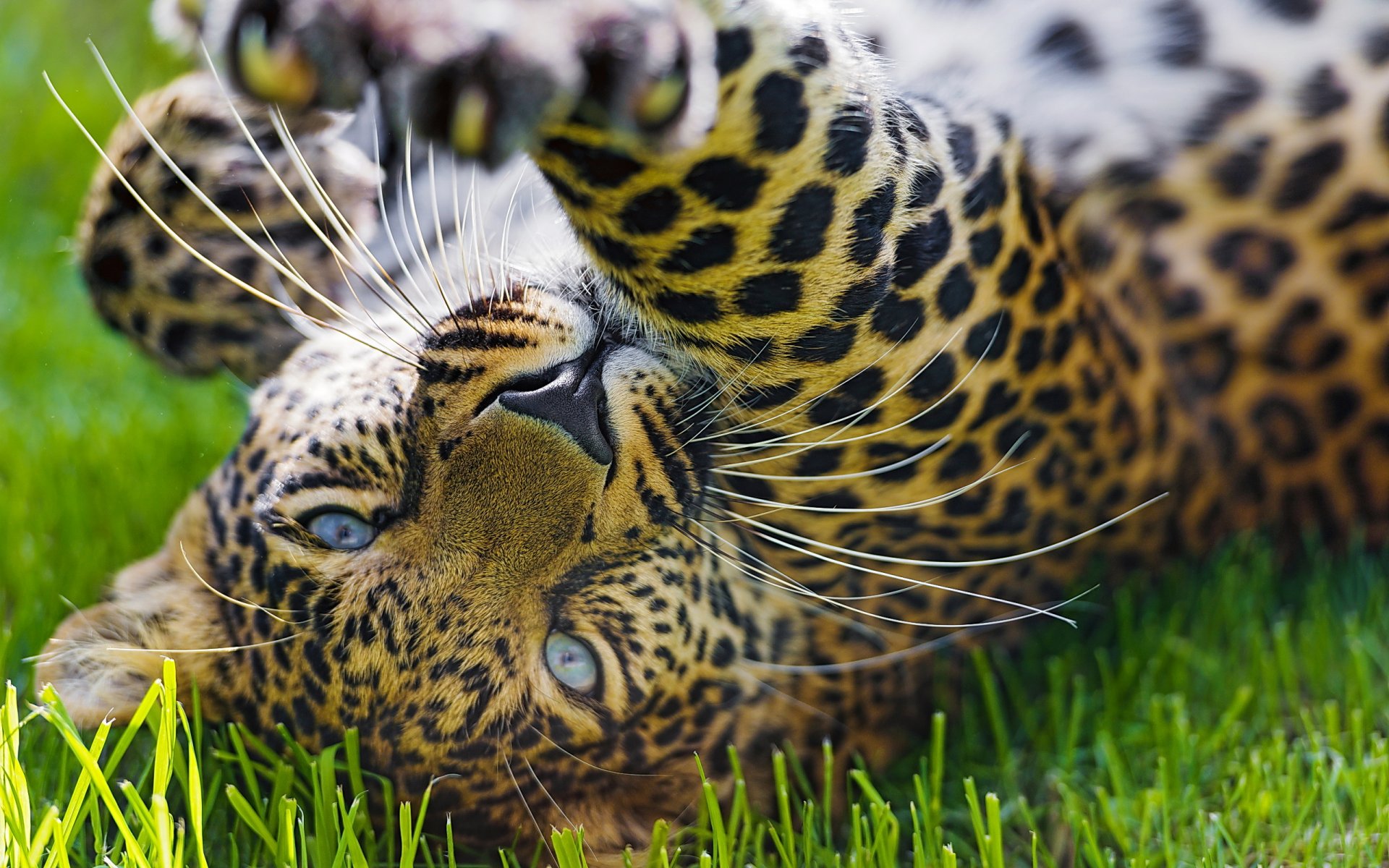 leopard schnauze pfote gras spiel raubtier