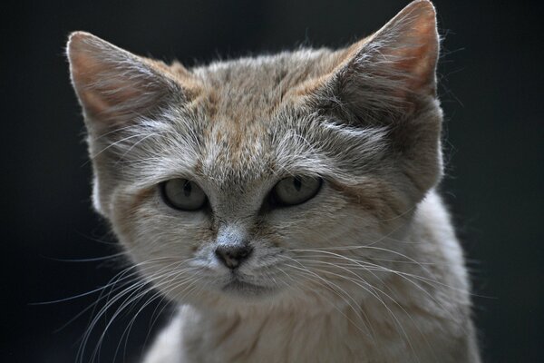 La mirada astuta de un gato de terciopelo