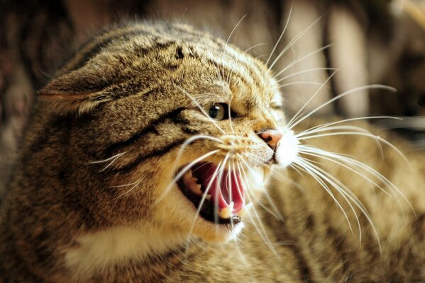 Manul peur moustache bouche