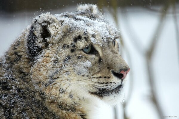 Museau prédateur du léopard des neiges hiver