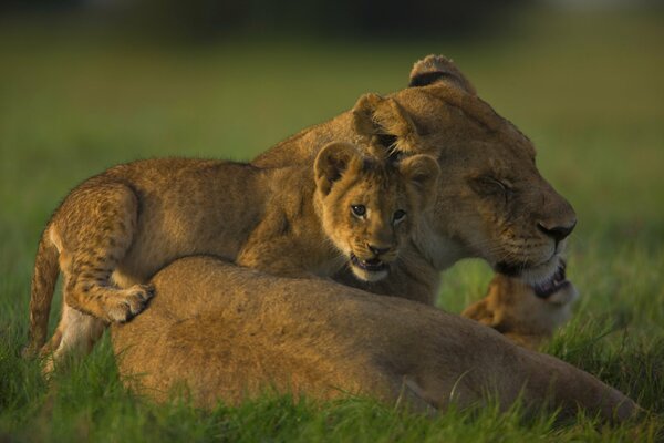 Lionne avec petit sur fond vert