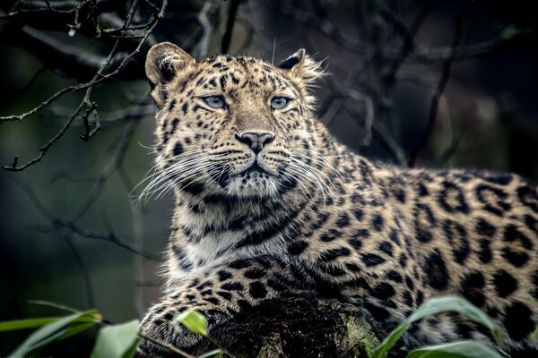 Leopardo depredador mirando a lo lejos