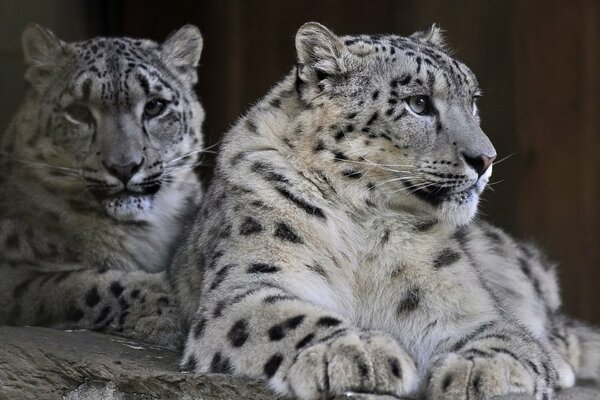 Un par de leopardos de las Nieves descansan