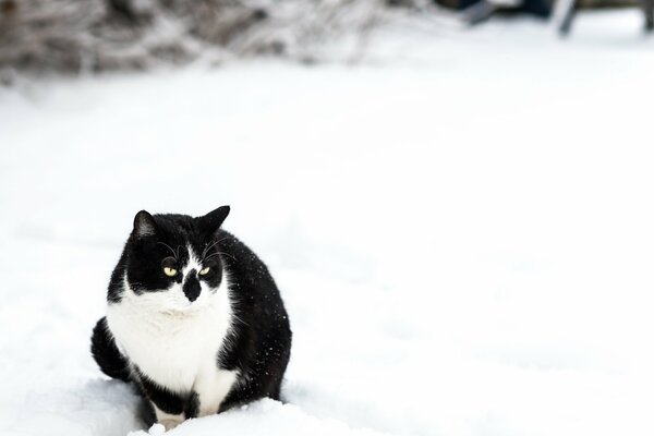 Gatto bianco e nero che gode della neve