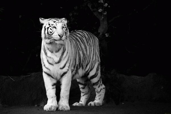 White tiger beautiful look predator s muzzle