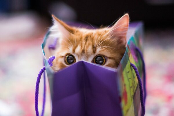 A red-haired cat looks out of the package