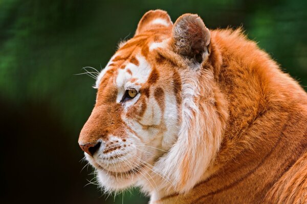 The muzzle of a domineering golden tiger