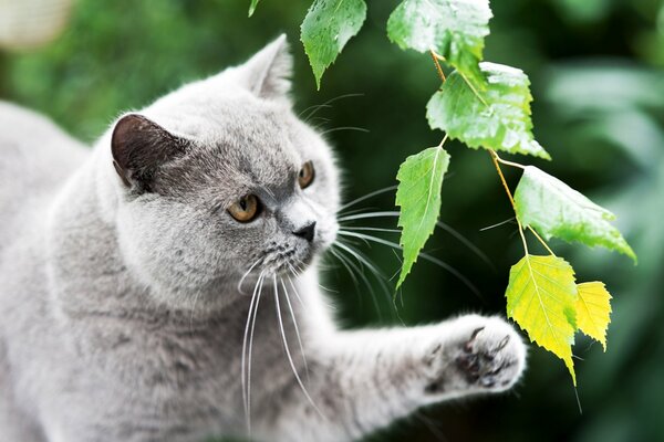 Die Katze wird mit einem Fuß mit Birkenblättern gespielt