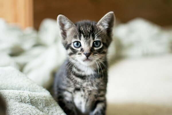 Grey kitten with blue eyes