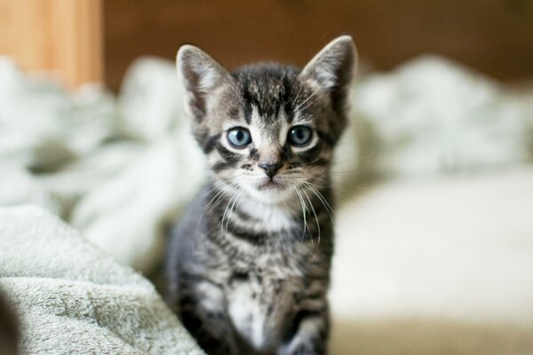 Gattino grigio con gli occhi azzurri