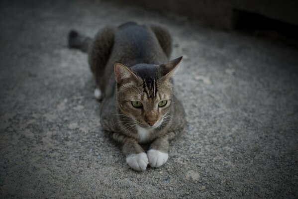 Ruhende Katze Pfoten zusammen