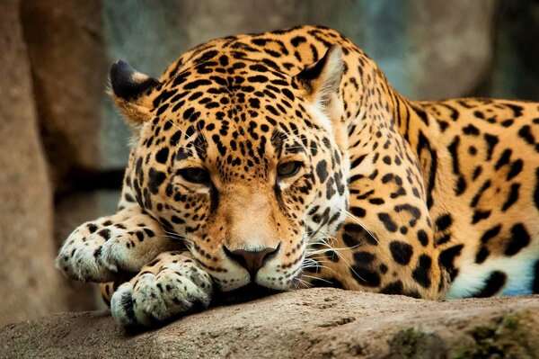 A young jaguar is lying on its paws