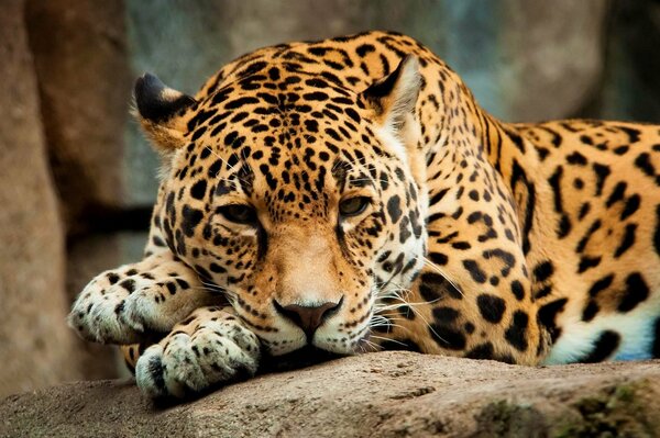 Jeune Jaguar repose sur ses pattes