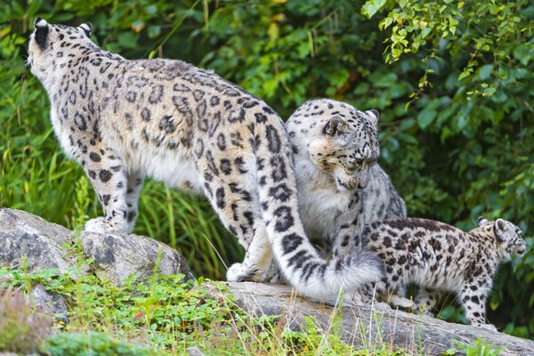 Famiglia di leopardi delle nevi nella natura