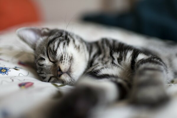 A little kitten with stripes is sleeping