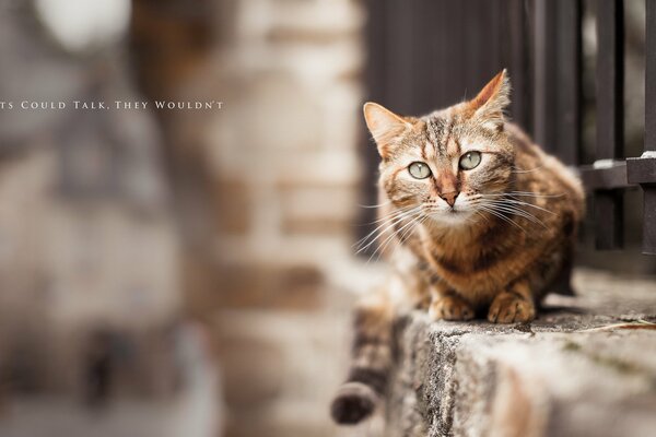 On the street, a cat looks with a frightened look