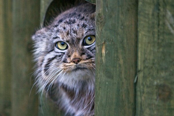 Vista del gatto manul da sotto la recinzione di legno