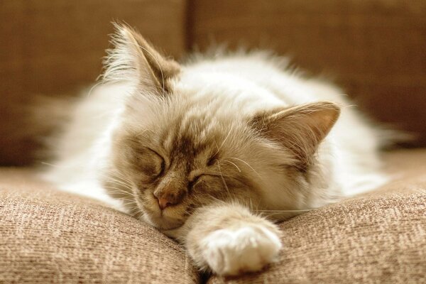 A fluffy cat sleeps on a pillow