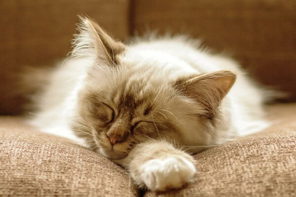 Gato peludo durmiendo en una almohada