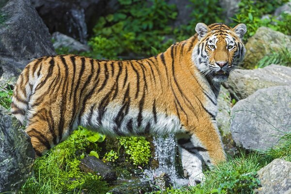 The tiger stands on a rocky slope
