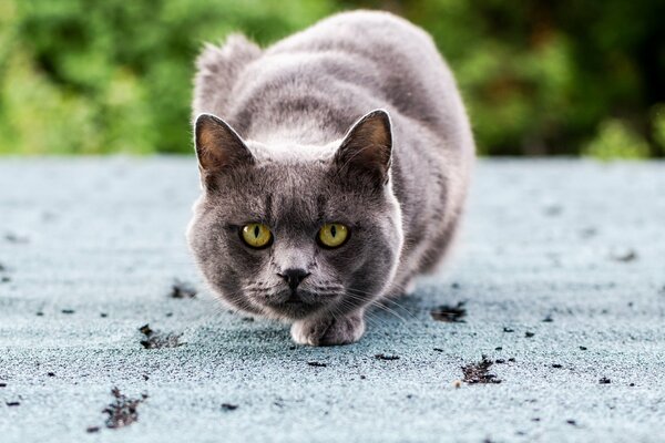 Die graue Katze ist zum Angriff bereit