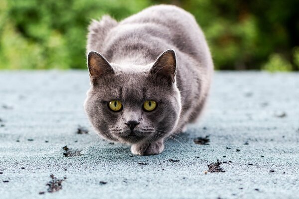 The grey cat is ready to attack