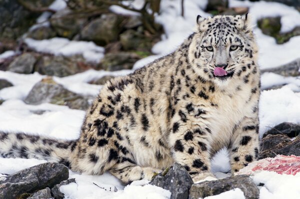 Leopardo de las Nieves para comer, en la nieve