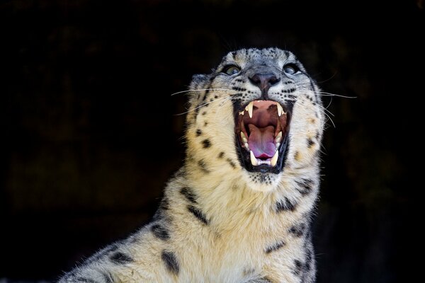 The snarl of a snow leopard in the night